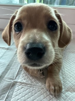 benny