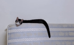 snake cat