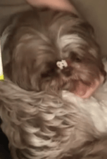 DOGGO LUCKY