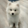 SAMOYED