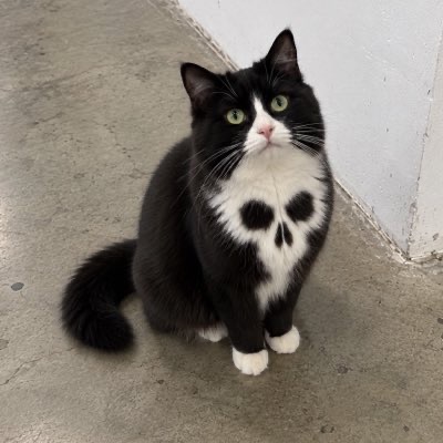 Skull Cat