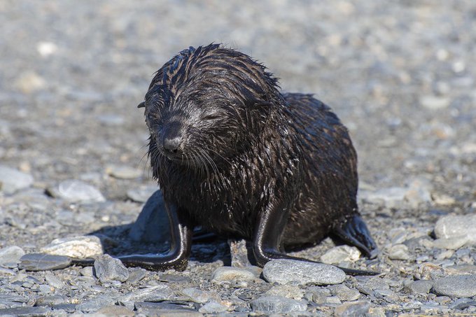 coalseal