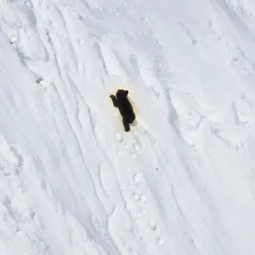Cub