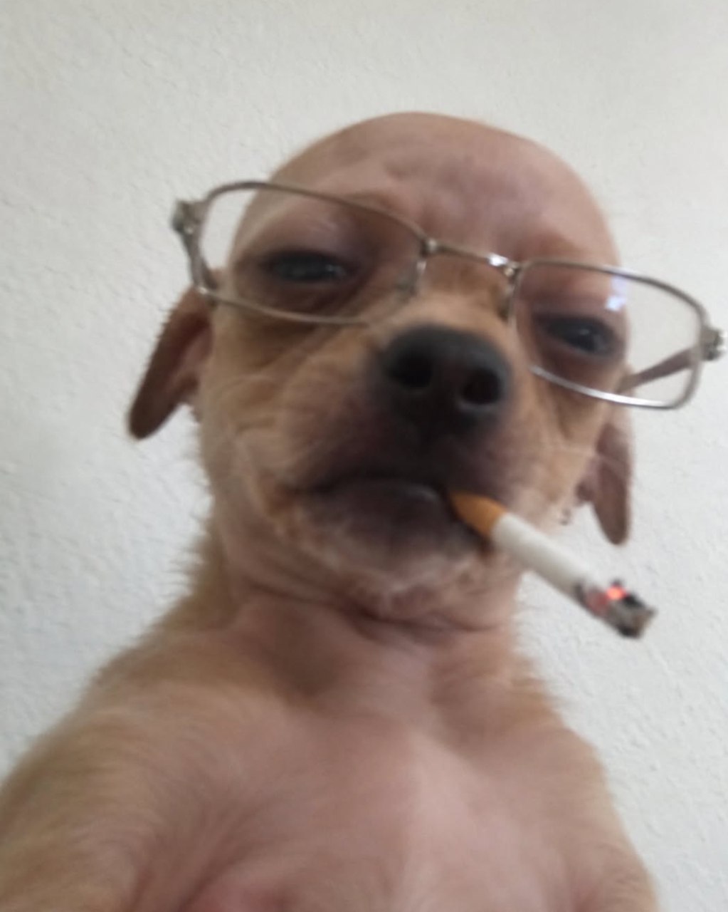 uncdog