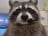 Rooh's profile picture