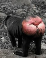 $BUTT
