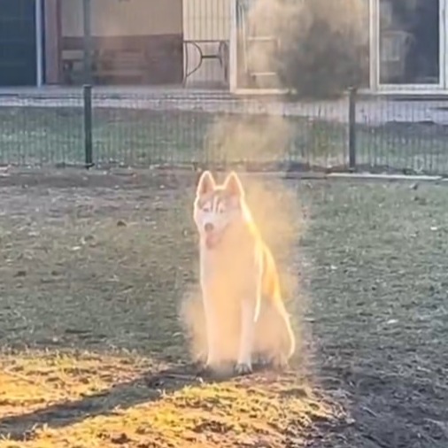 auradog
