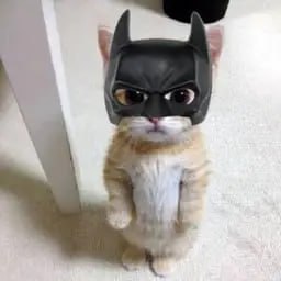 Batcat