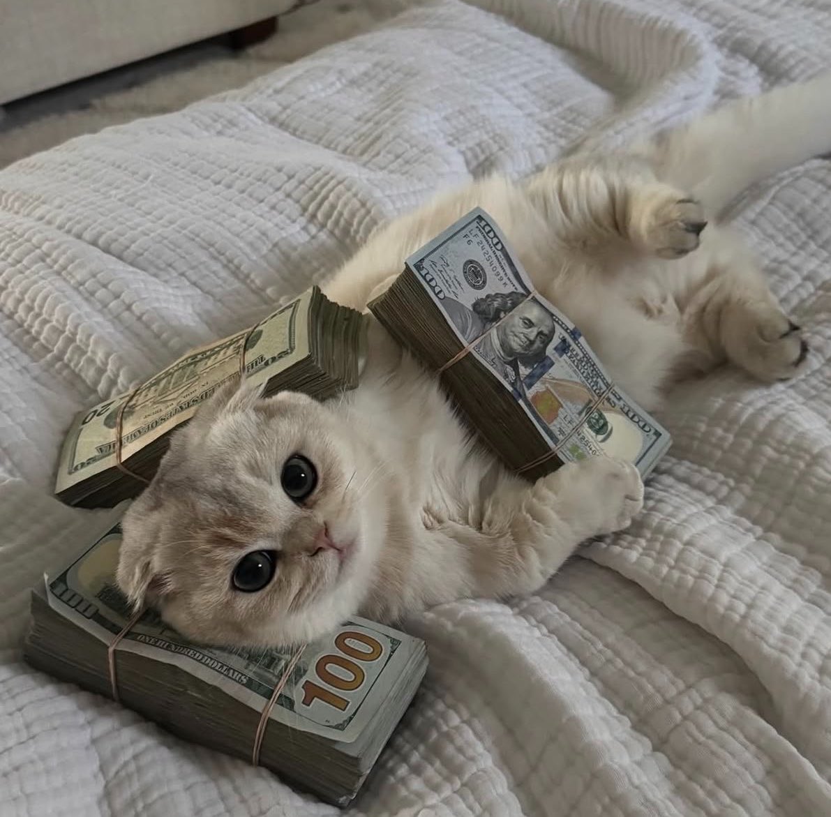 cashcat