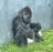 solmemecool's profile picture