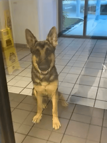 Lost Dog