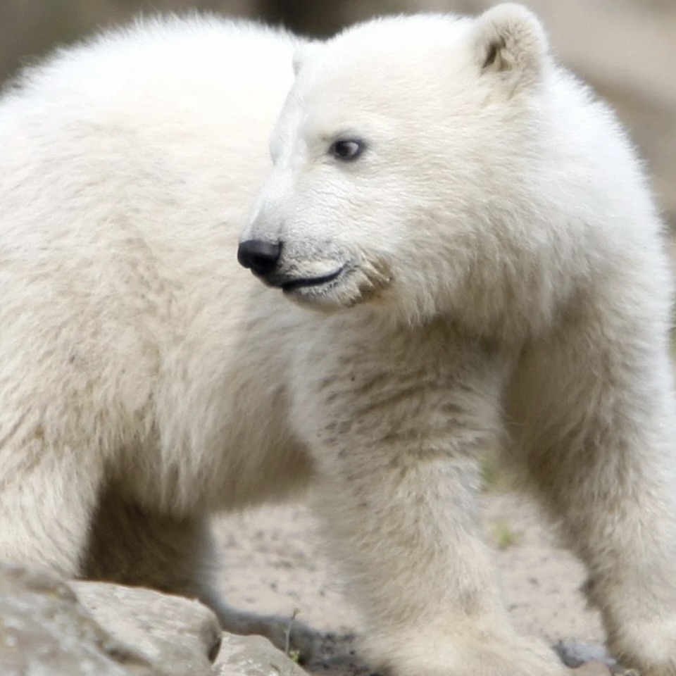 Bear