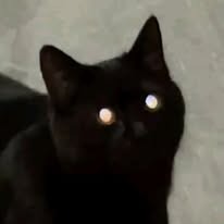 Loki