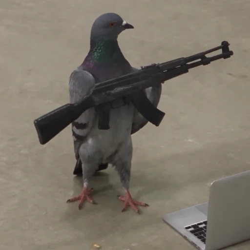 pigeon wif ak