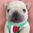 Pibblepan's profile picture