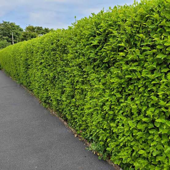 Hedge