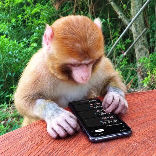 Paid Monkey token artwork