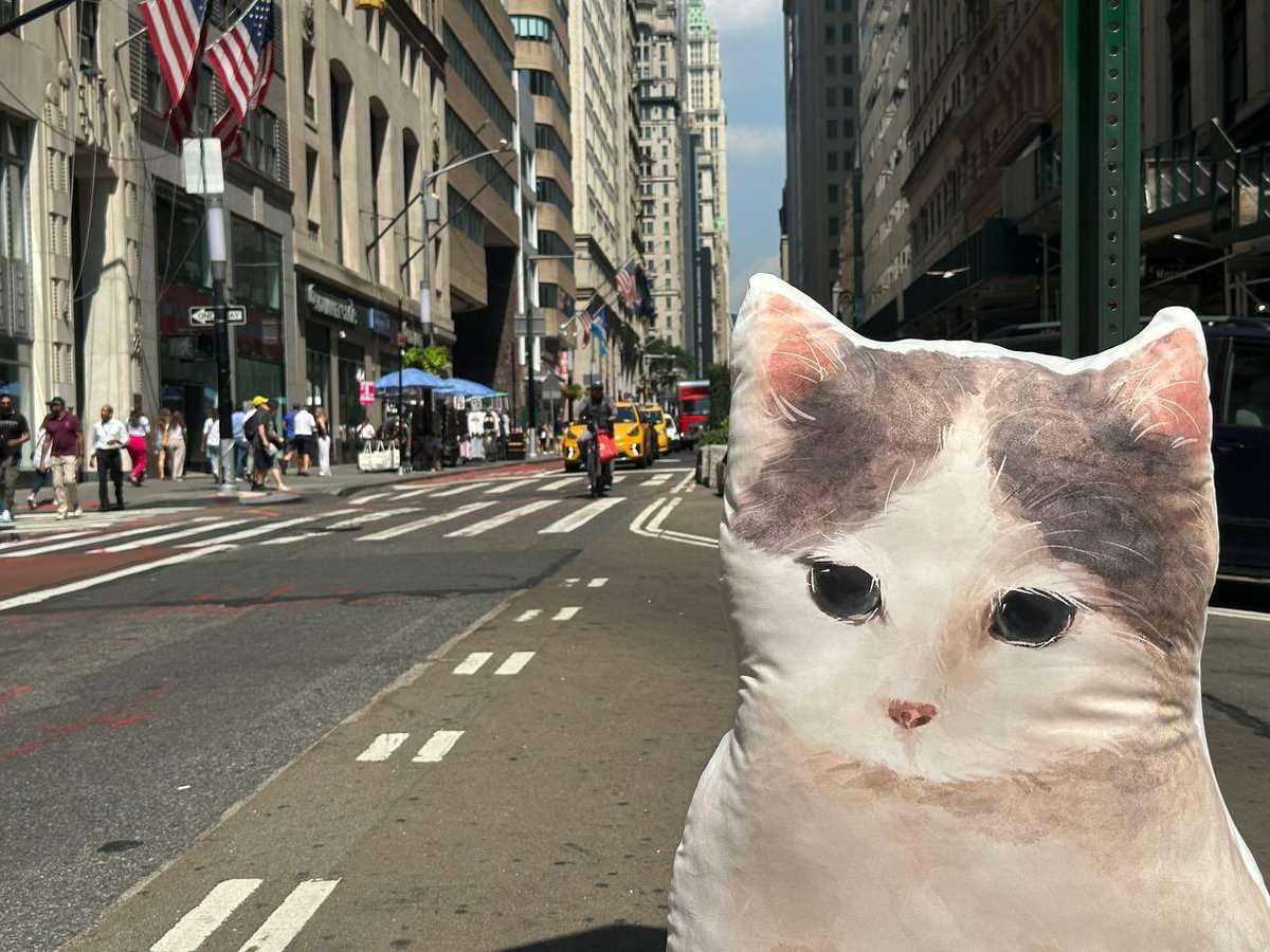 $WALLCAT