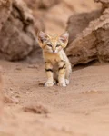 $SANDCAT