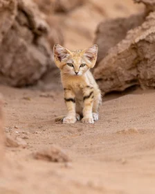 $SANDCAT