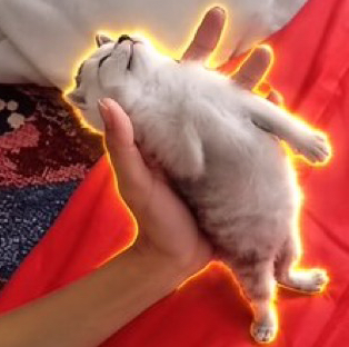 67cat