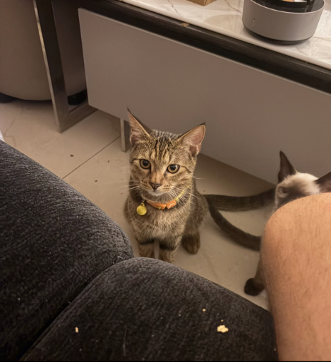 SaveCat