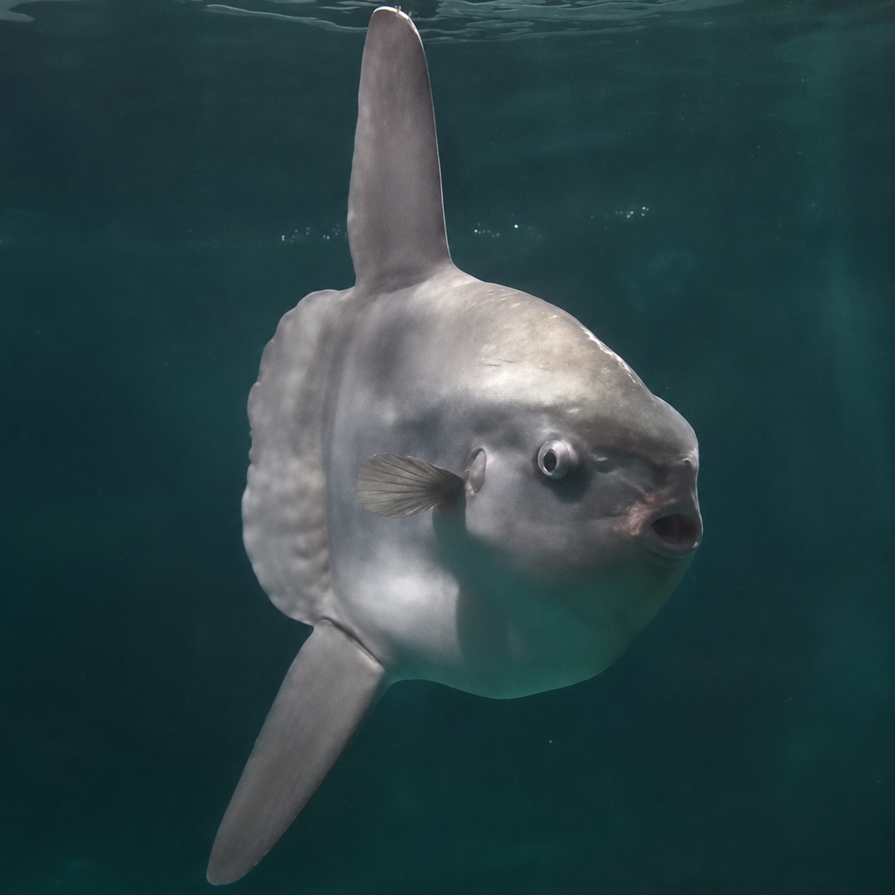 マンボウ