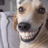 vastyce's profile picture