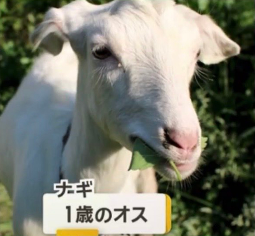 ナギ