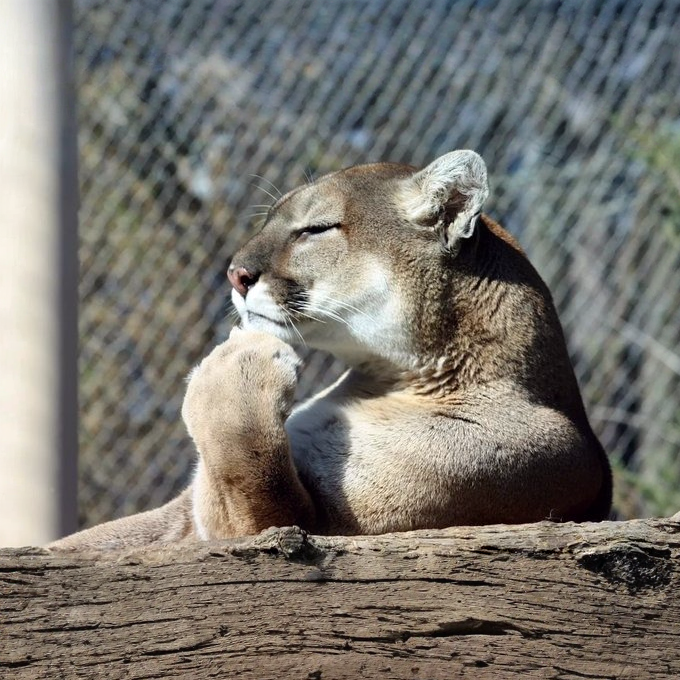 Puma