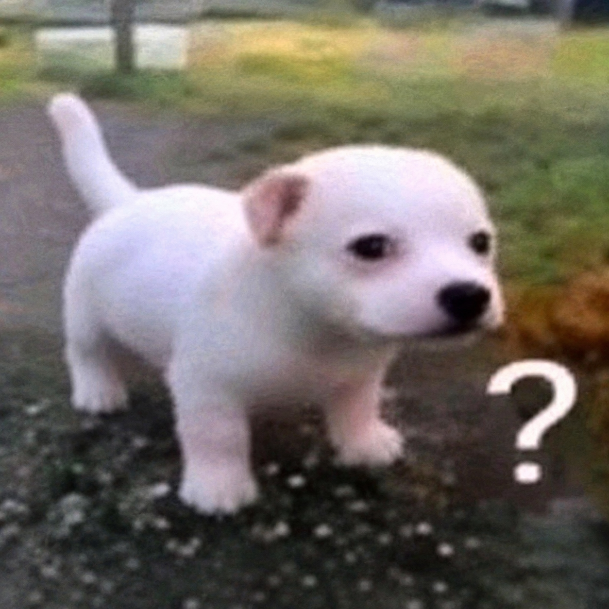 QDOG